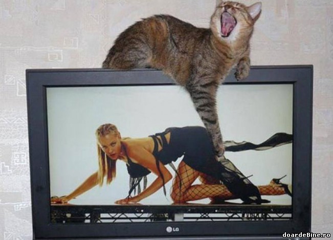 Probabil e motan | poze haioase