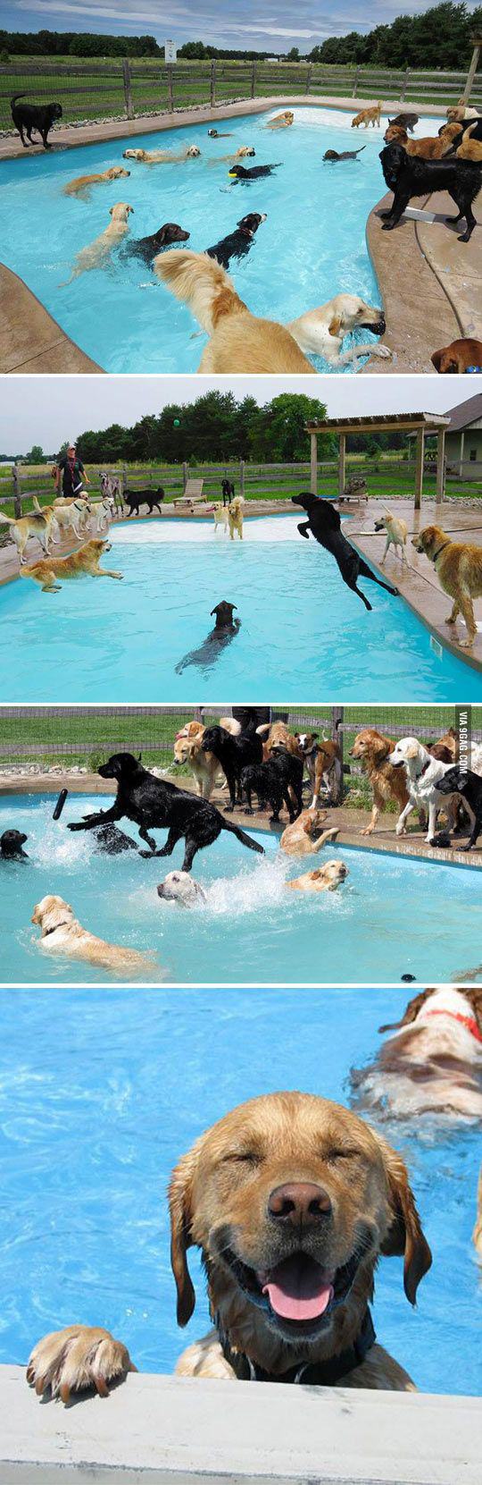 Petrecere la piscină | poze haioase