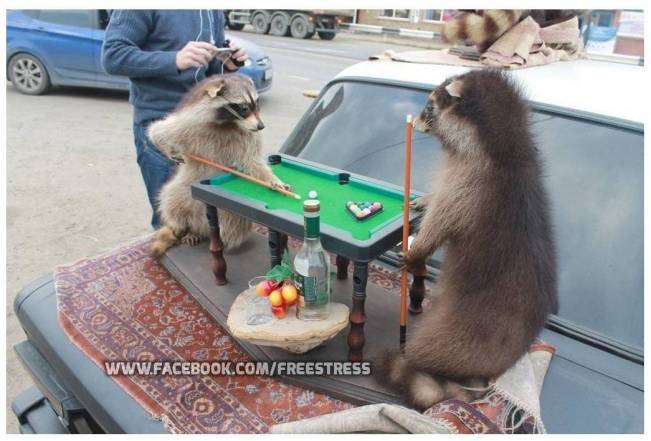 la o partida de biliard | poze haioase