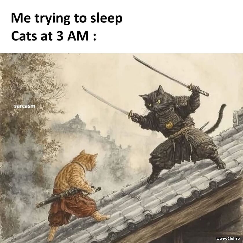 Trying to sleep | poze haioase