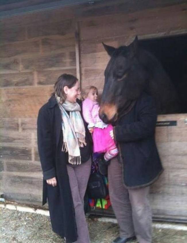 Domnul Cal | poze haioase