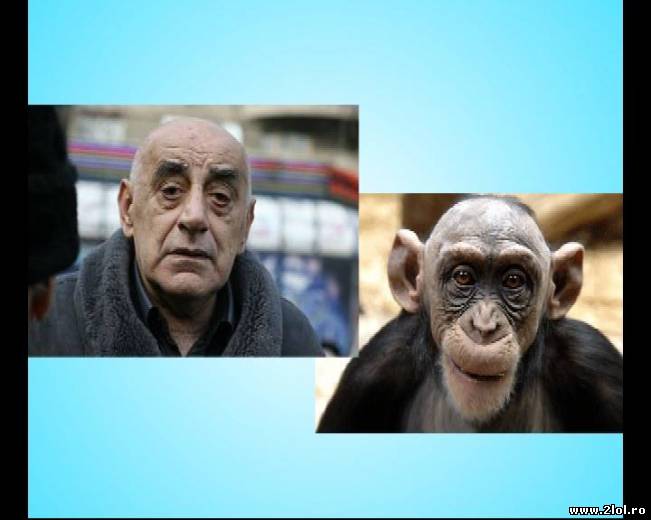 Dovadă incontestabilă, ne tragem din maimuţe! | poze haioase