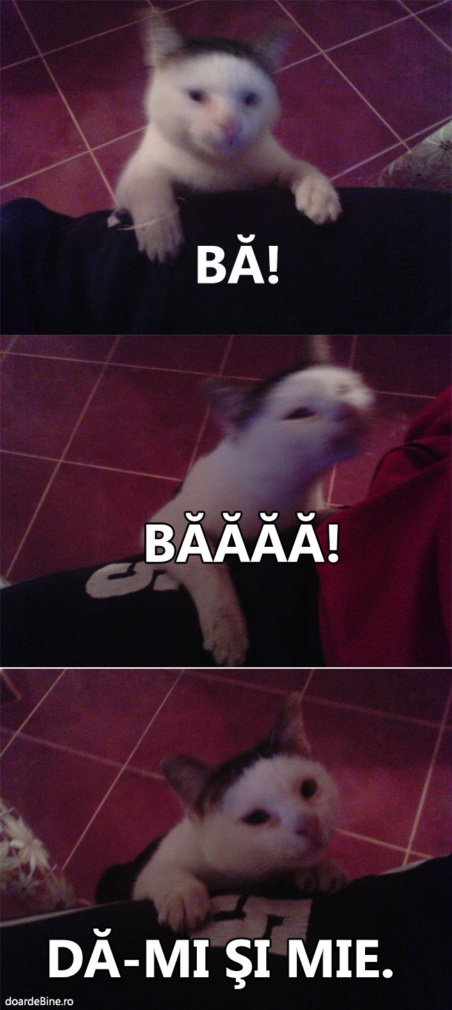 Când pisica te vede mâncând | poze haioase