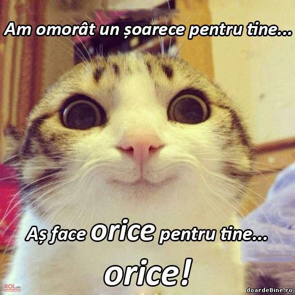 Am omorât un șoarece pentru tine poze haioase