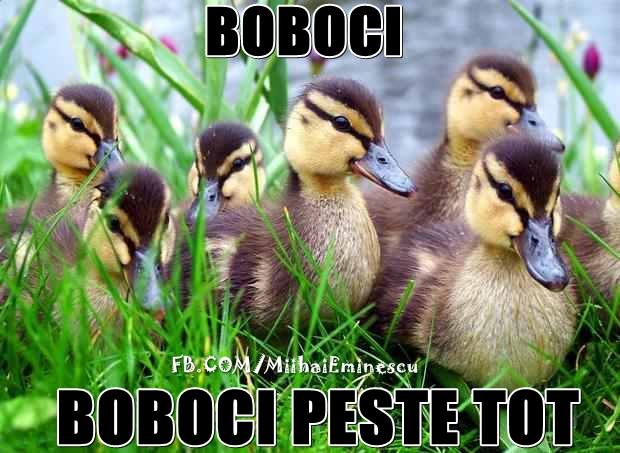 Boboci peste tot poze haioase