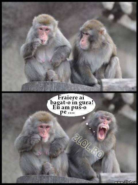 Glume ca între maimuțe poze haioase