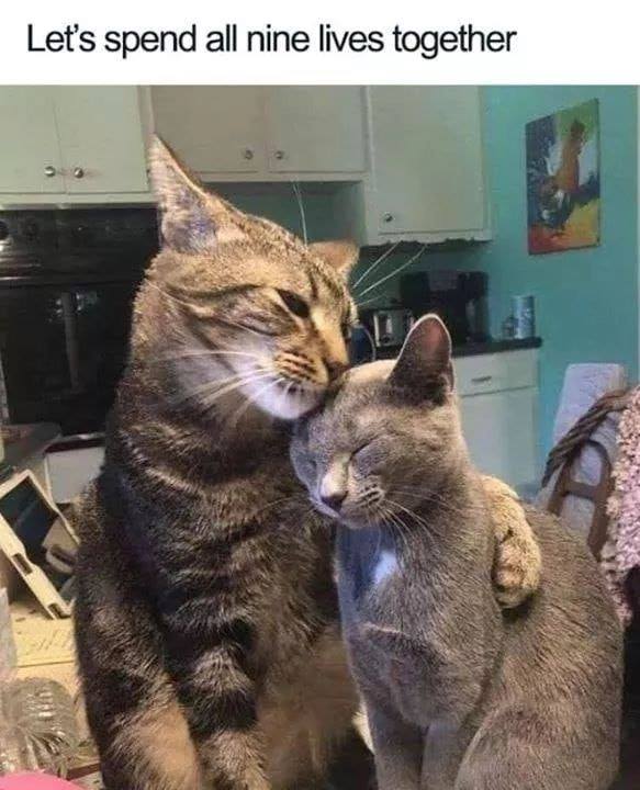 Let's spend all nine lives together poze haioase