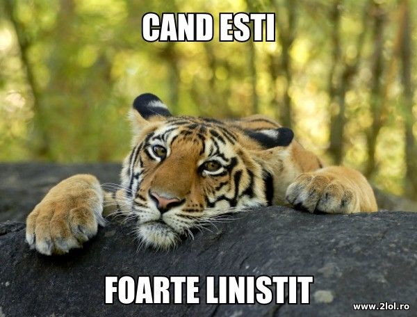 Cand esti foarte linistit poze haioase