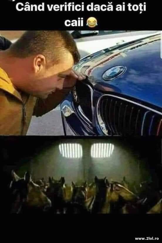 Cand verifici daca ai toti caii poze haioase