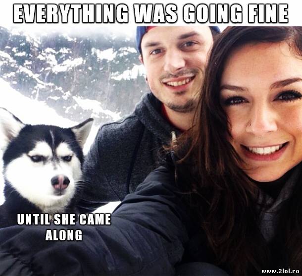 Și animalele pot fi geloase poze haioase