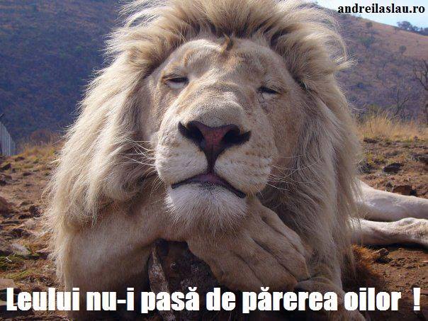 Leului nu-i pasă de părerea oilor poze haioase