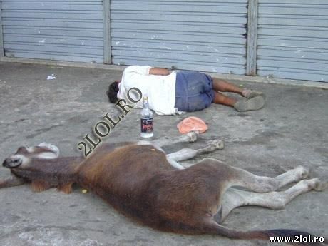 S-a terminat remiză poze haioase