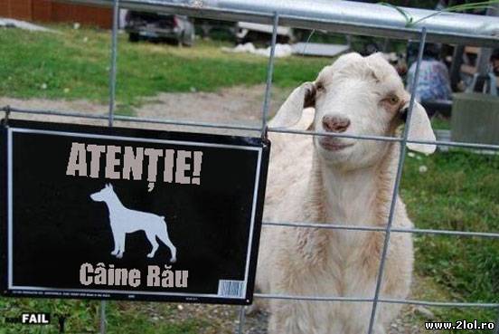 ATENȚIE! Câine rău poze haioase