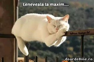 Leneveala la maxim poze haioase