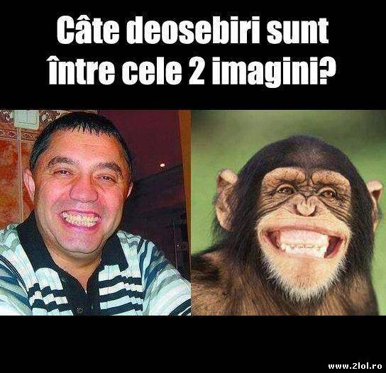 Încă o dovadă că ne tragem din maimuțe poze haioase