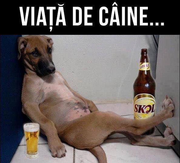 Viață de câine poze haioase
