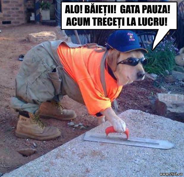 Mr. Dog, șef de echipă pe șantier poze haioase