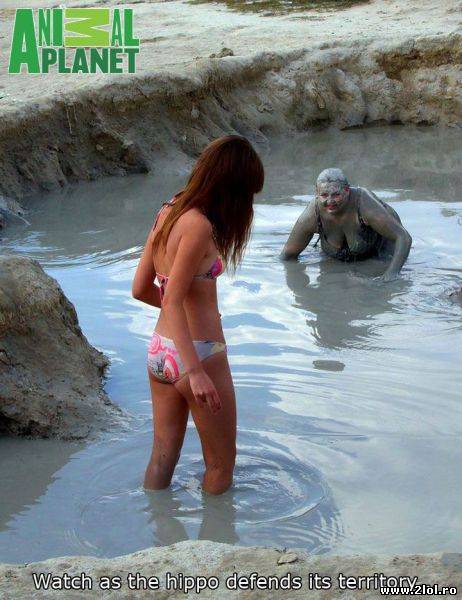 Cum își apără un hipopotam teritoriul poze haioase