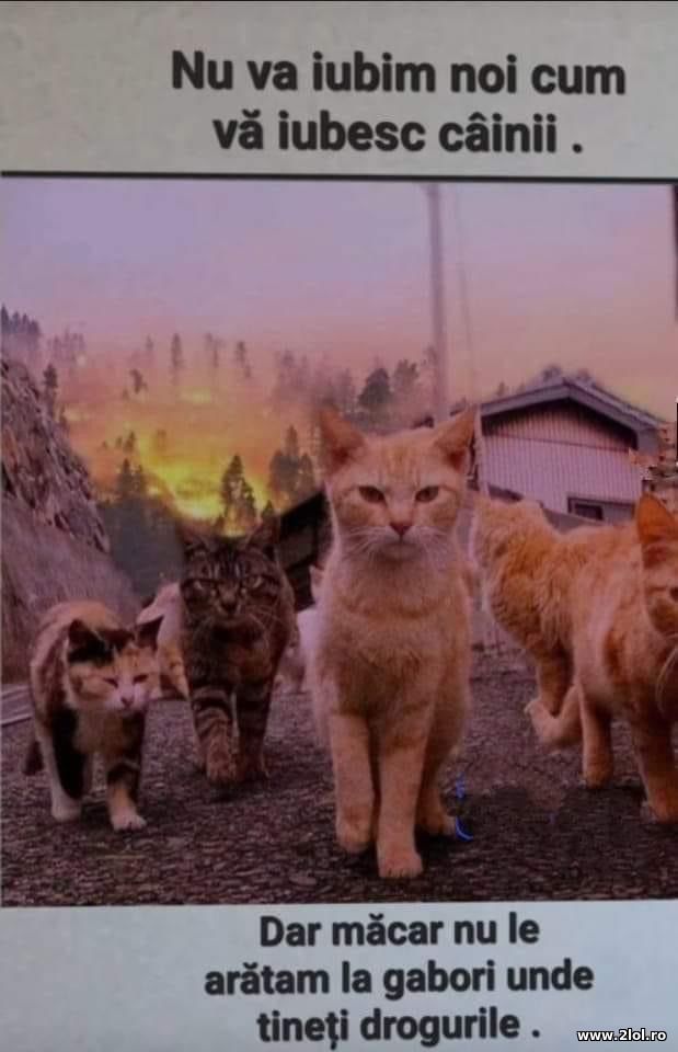 Nu va iubim noi cum va iubesc cainii poze haioase