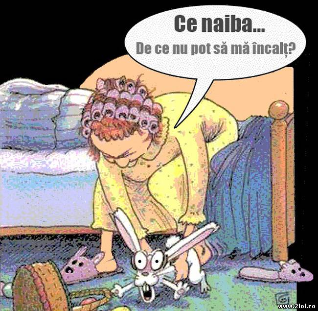 Săracul iepure poze haioase