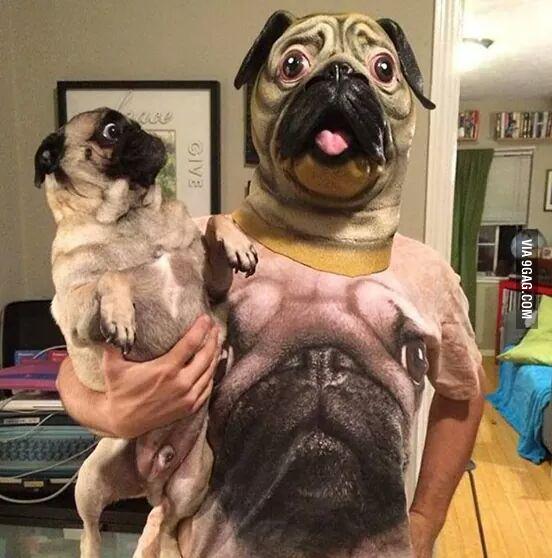 Câinele ar fi gen: WTF is that? poze haioase