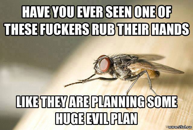 These pieces of s*it poze haioase