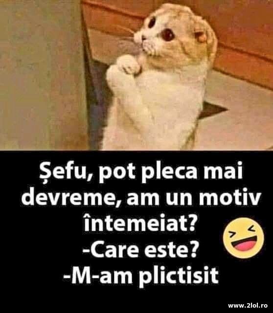 Sefule, pot pleca mai devreme? poze haioase