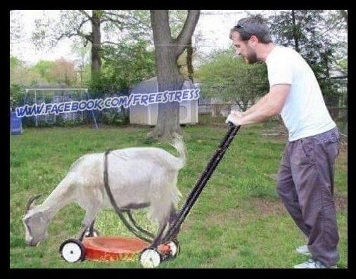 masina de tuns iarba poze haioase