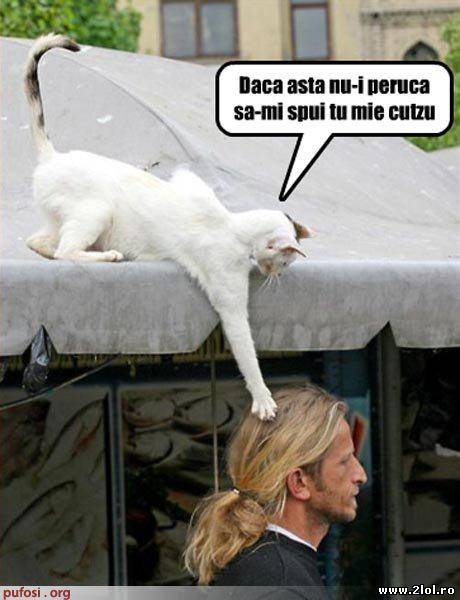 Dacă asta nu-i peruca să-mi spui tu mie cuțu poze haioase