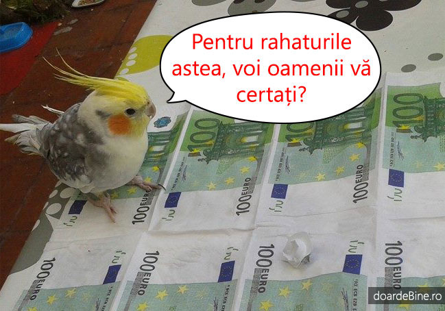 Părerea animalelor despre oameni poze haioase