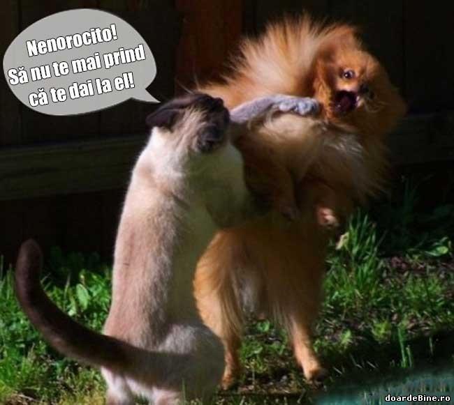 Cand două fete se ceartă pentru un băiat poze haioase