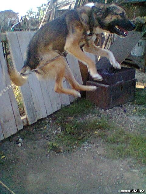 Catel Unicat poze haioase