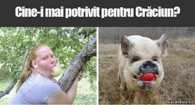 Ce porc ai vrea de Crăciun? poze haioase