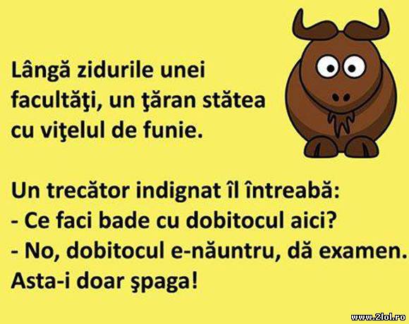 Lângă zidurile unei facultăți, un țăran poze haioase