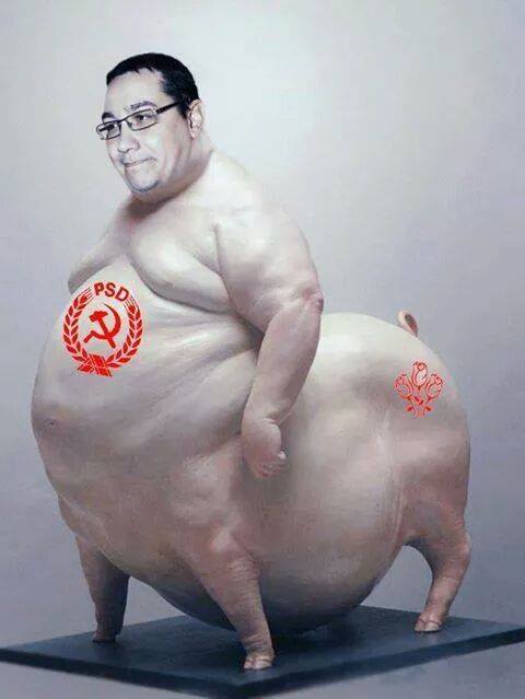 Porcul suprem poze haioase