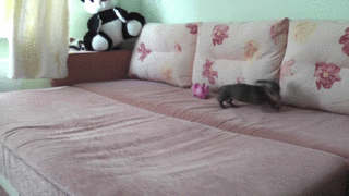 Câinele meu atunci când vin acasă poze haioase