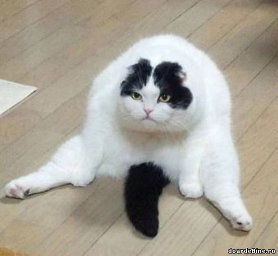 Pisicile sunt niște creaturi extrem de leneșe poze haioase