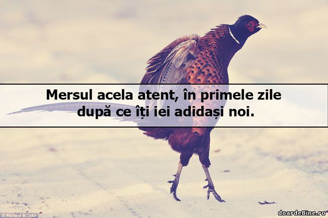 Primele zile cu adidași noi poze haioase