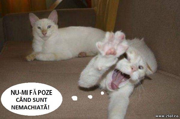 Se pare că nu-i plac pozele fără glet poze haioase