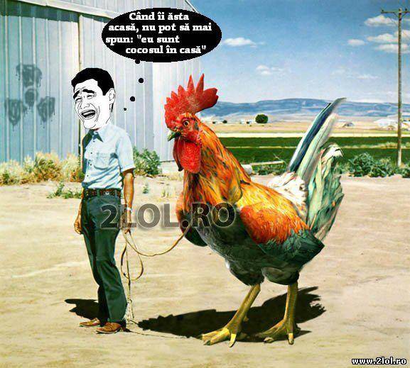 Nu poți fi întodeauna "cocoșul în casă" poze haioase
