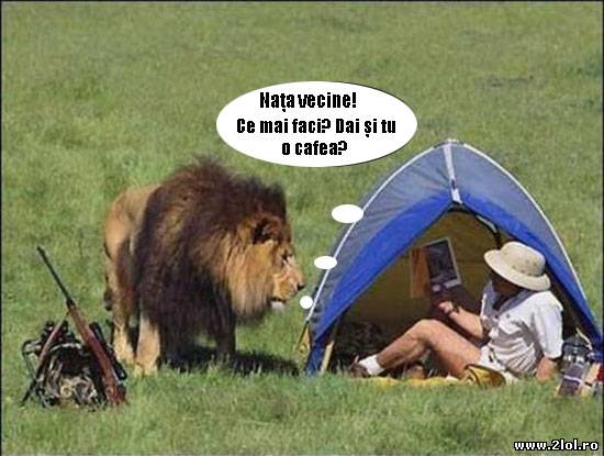 Chiar și regii merg să-și bea cafeaua cu vecinii poze haioase