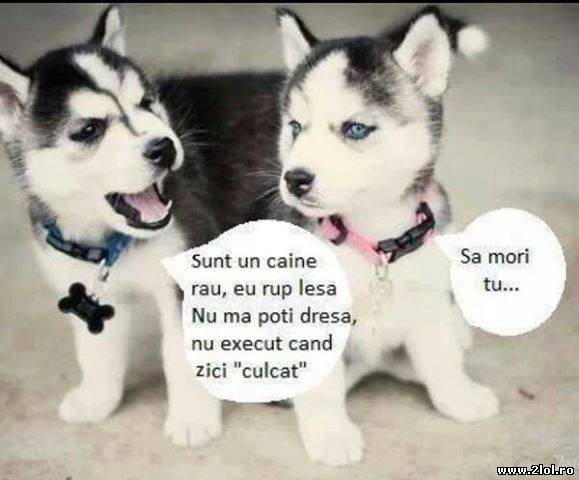 Sunt un câine rău, eu rup lesa, nu mă poţi dresa poze haioase