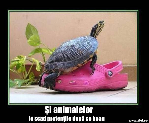 Din categoria asemănări între oameni și animale poze haioase