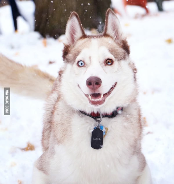 La prima ninsoare din an poze haioase