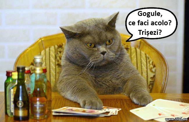 Lui Bandan Miau nu îi place să tișezi poze haioase