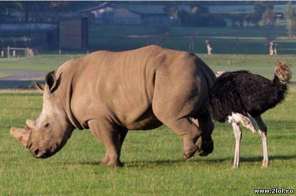 Și animalele pot avea accidente poze haioase