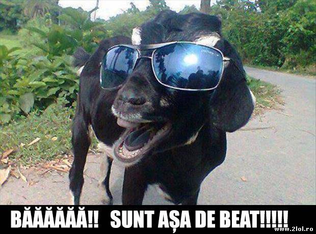 Măcar recunoaște poze haioase