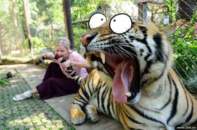 Săraca pisicuţă poze haioase