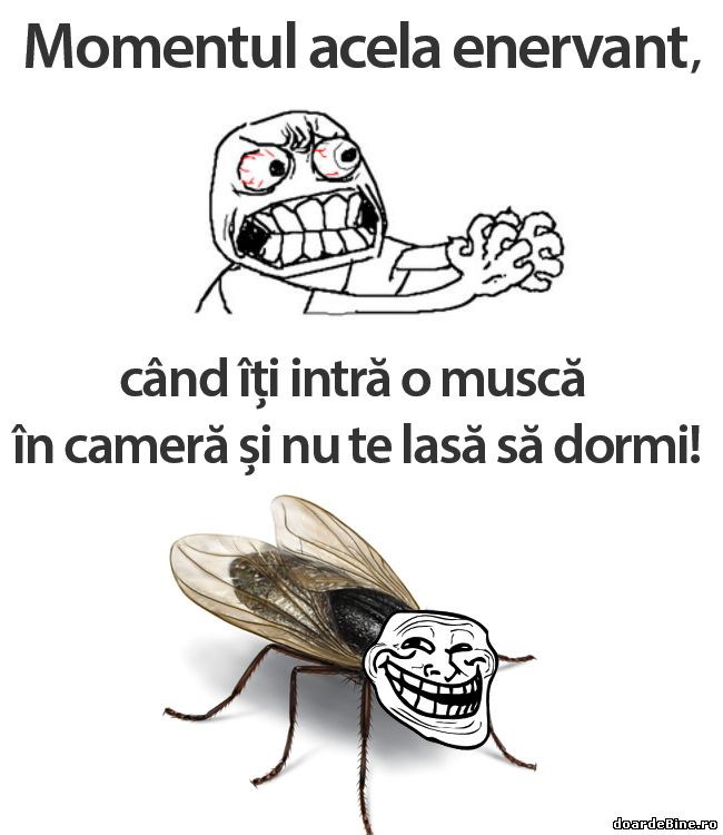 Când îți intră o muscă în cameră poze haioase