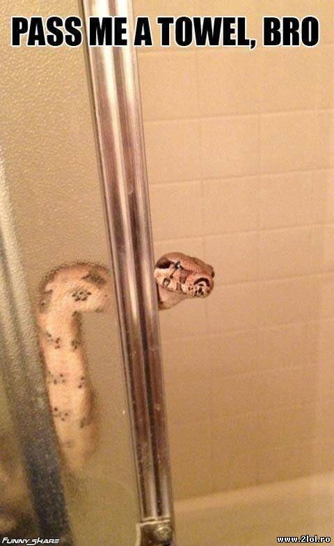 Ce mai aștepți? Dă-i un prosop poze haioase